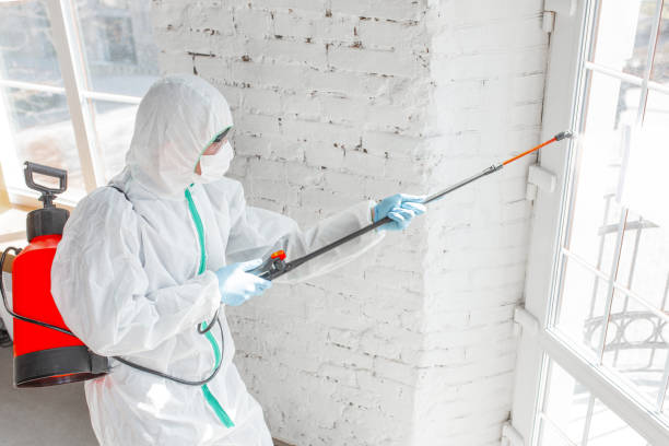 Best Environmental Consulting for Mold Prevention in USA